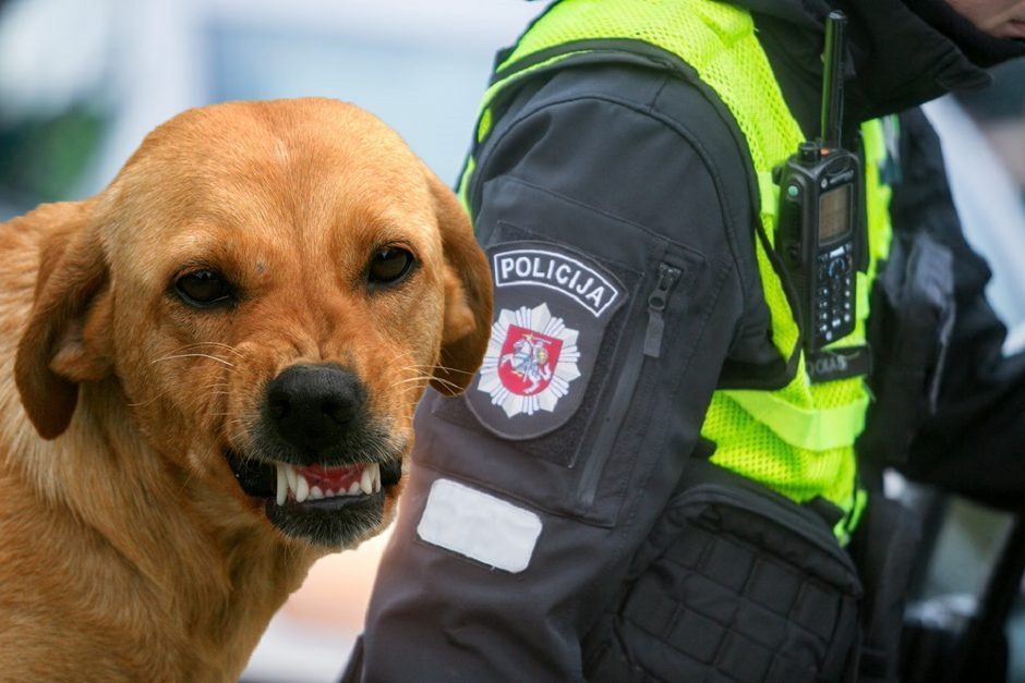 Agresyvių šunų šeimininkui skirta 75 eurų bauda, bus sprendžiama dėl jų konfiskavimo