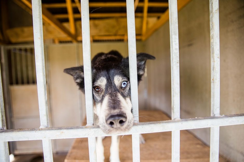 LAT: šunų veisėjas už žiaurų elgesį su gyvūnais nubaustas pagrįstai