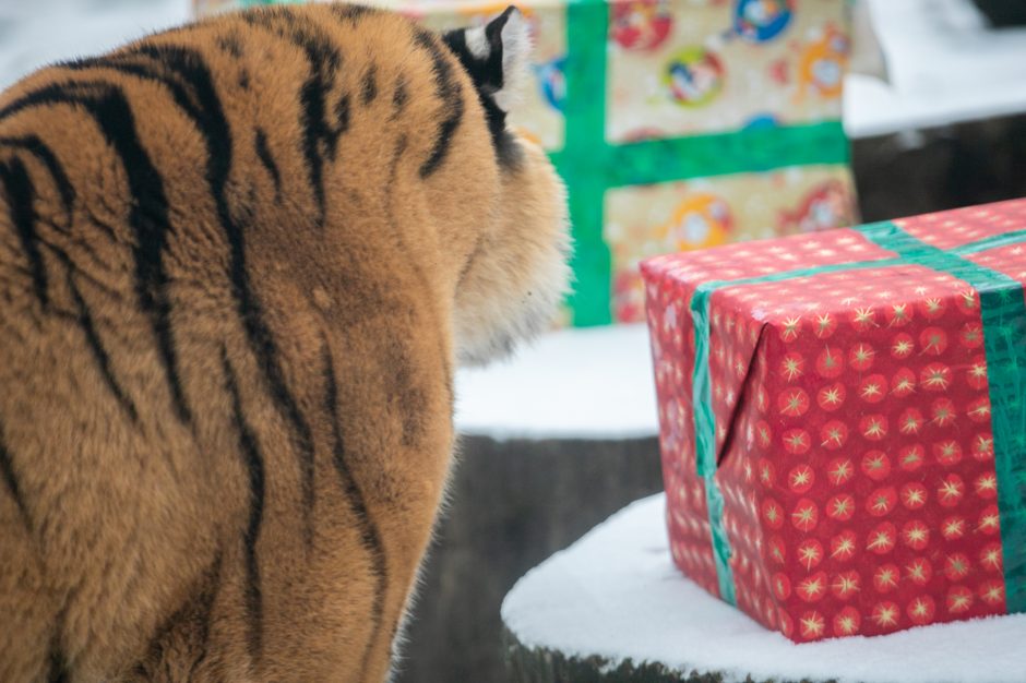 Kalėdinės dovanos pradžiugino Zoologijos sodo gyventojus (nuotraukų galerija)