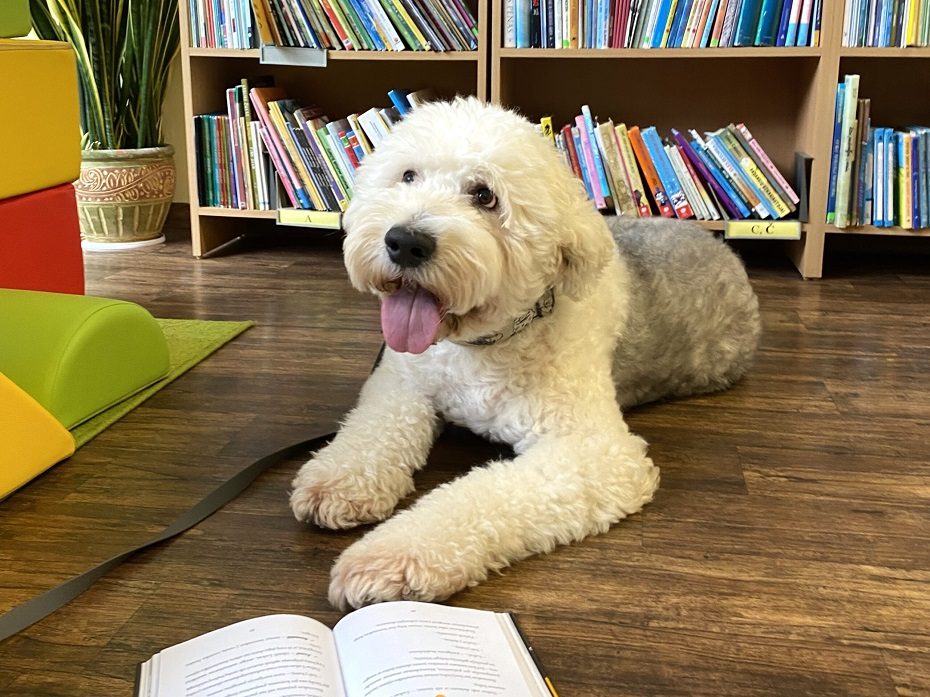 Pamilti skaitymą vaikams padės terapiniai šunys
