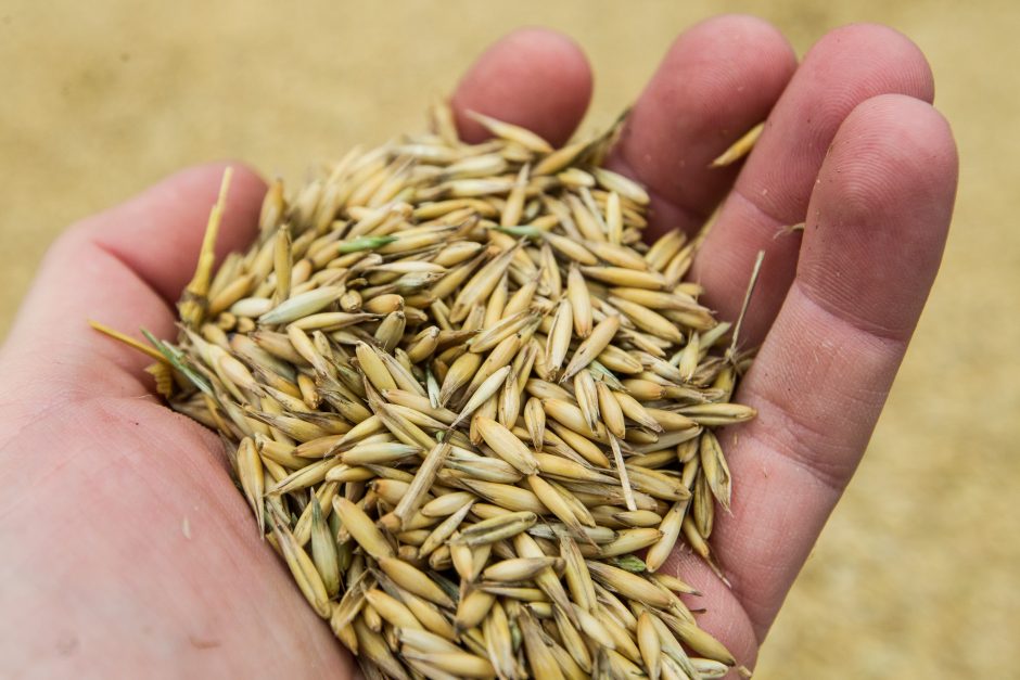 Ūkininkas neprognozuoja didesnio grūdų derliaus: nenoriu gąsdinti, bet klimato išdaigos padarė savo