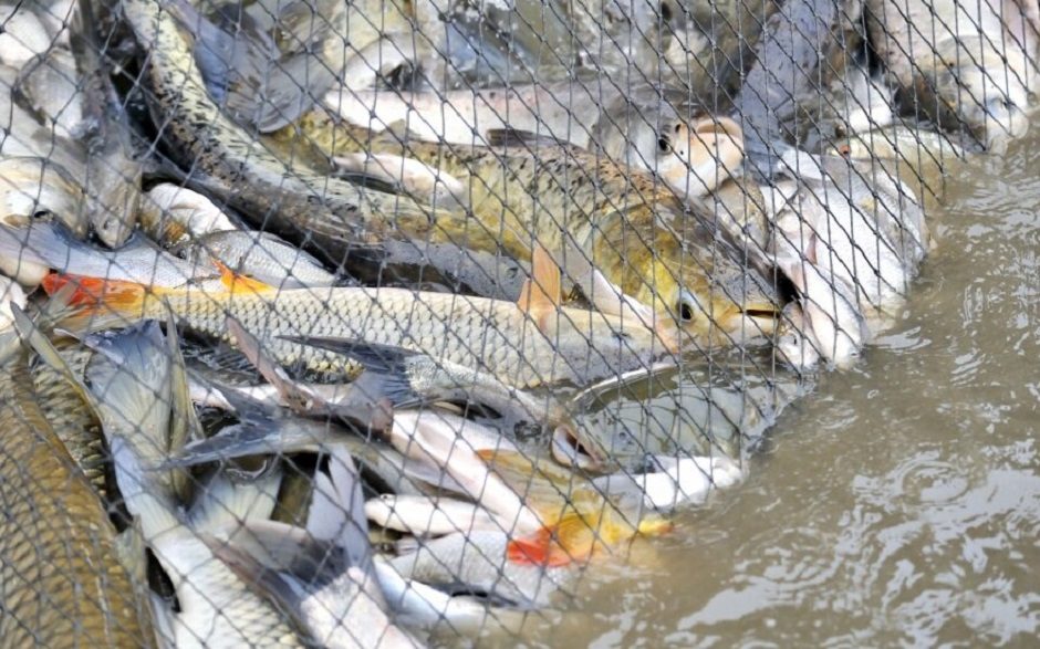 Utenos aplinkosaugininkų sulaikytam žvejui gresia susimokėti 2 tūkst. eurų