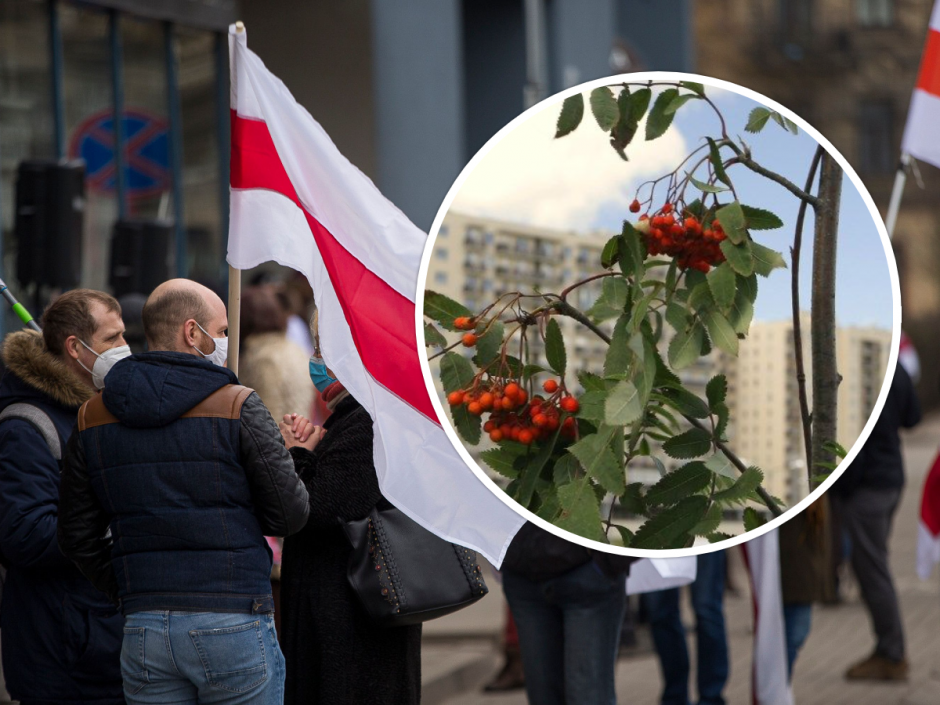 Baltarusių laisvės siekiams paremti Vilniuje bus sodinama šermukšnių alėja