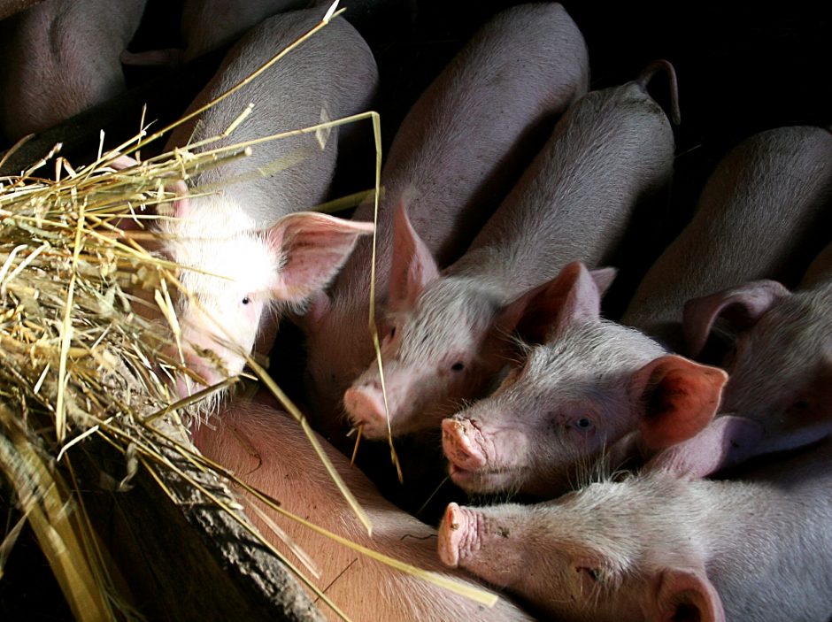 Per savaitę – keturi nauji kiaulių maro židiniai ūkiuose