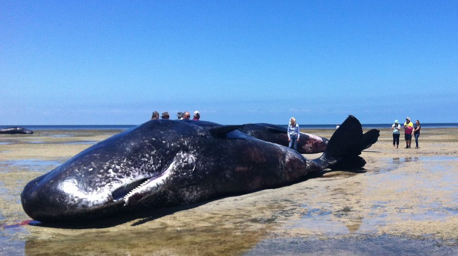 Lenkijoje į pajūrio paplūdimį bangos išmetė negyvą banginį