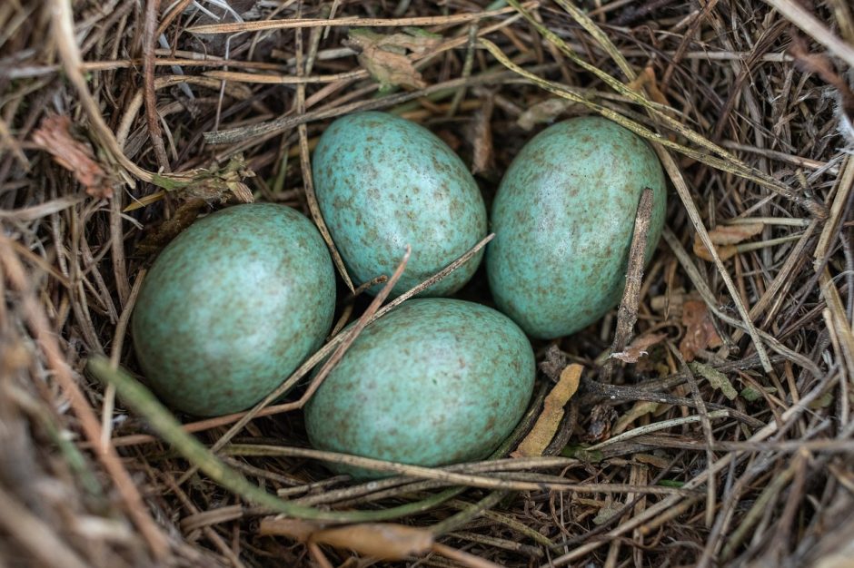 Gamtos įdomybės: paukščiai kiaušinių spalvų įvairovę paveldėjo iš dinozaurų