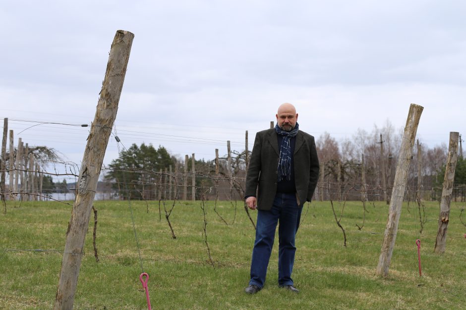 Vynuogynai ir vyno ūkiai Lietuvoje: kai hobis tampa verslu