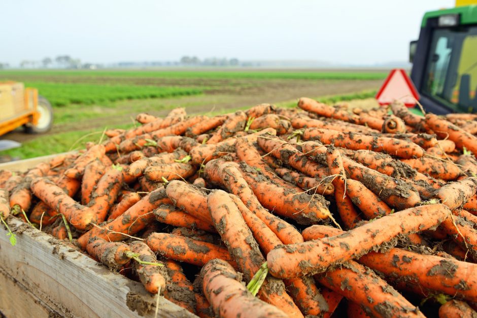 Taivane sulaikytas 300 tonų morkų sukaupęs „spekuliantas“
