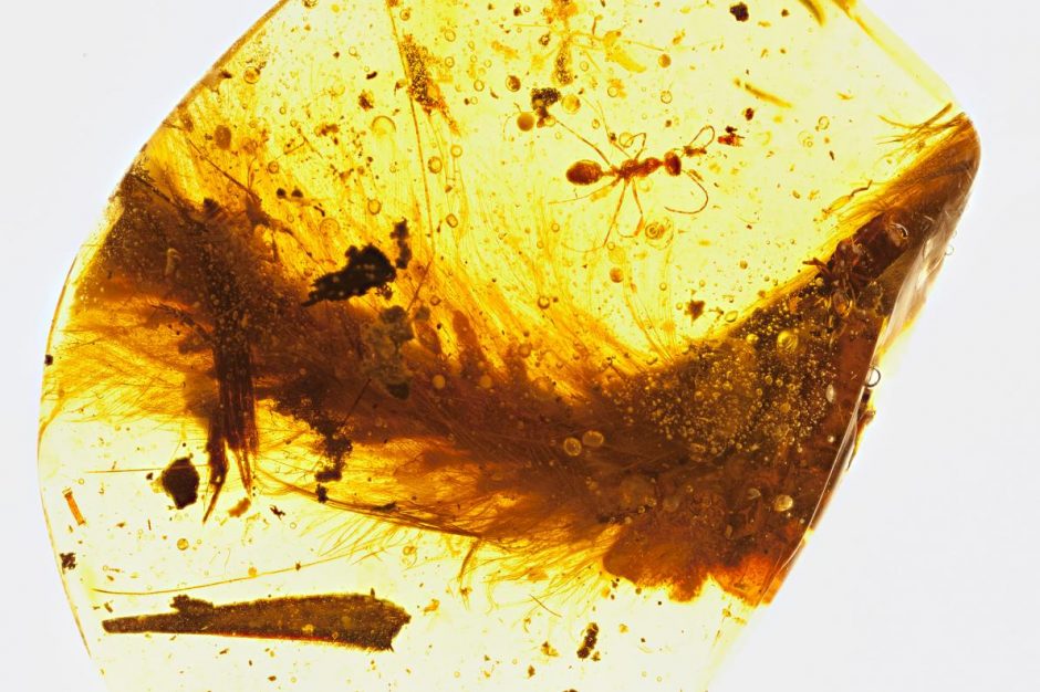 Mokslo istorijos sensacija: rasta gintare įstrigusi dinozauro uodega 