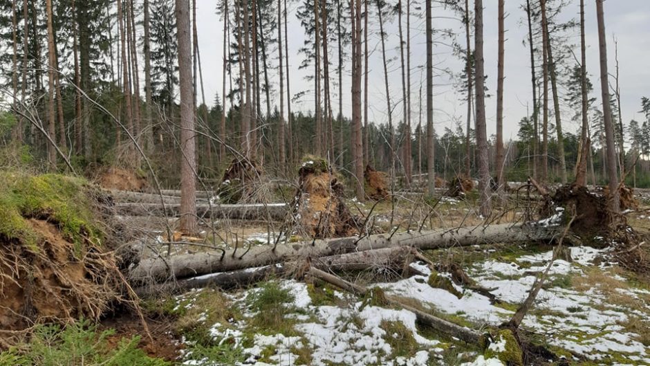 Sutvarkė audros „Laura“ nusiaubtus miškus