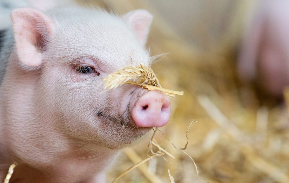 Kiaulių augintojai apie COVID-19 įtaką: mėsos perteklius rinkoje daro spaudimą kainai