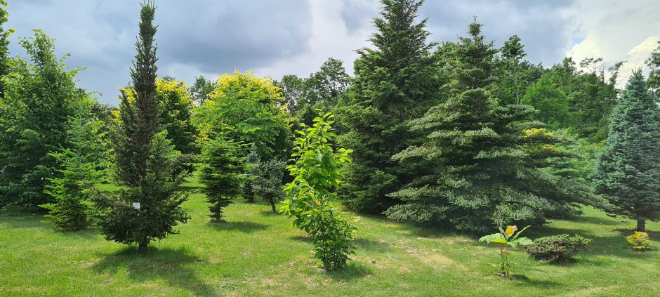 Atnaujintame Dubravos arboretume – 750 naujų augalų rūšių