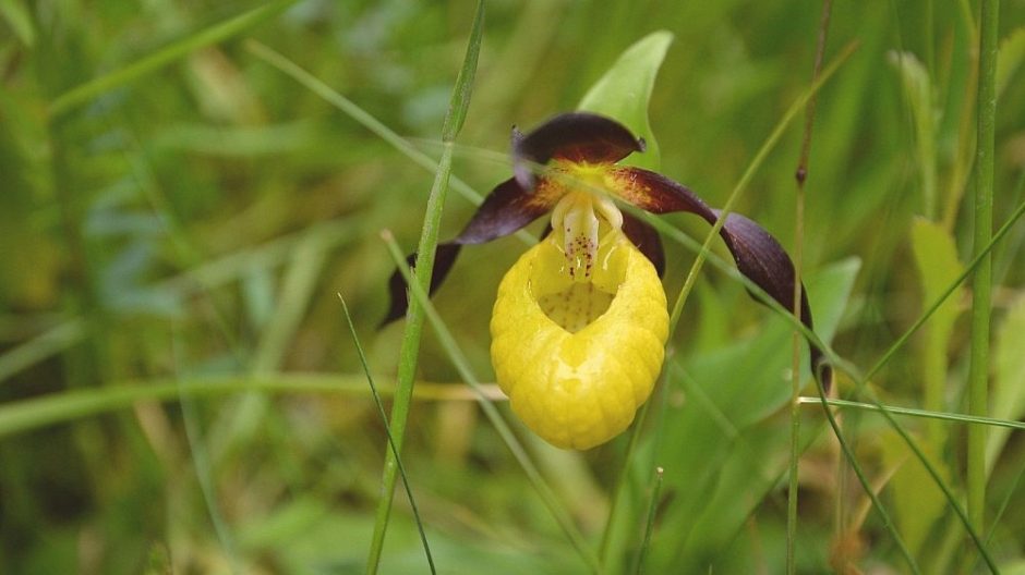 Lietuviškos orchidėjos: kai kurios ypač retos ir įspūdingo grožio 