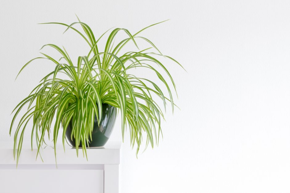 Ypatingi augalai: švarus ir drėgnas kambario oras be papildomų pastangų