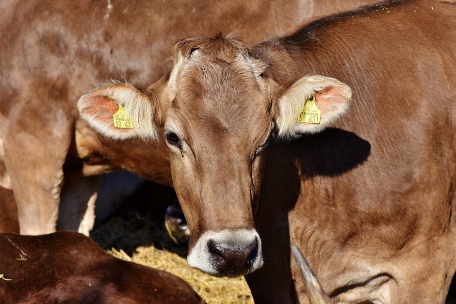 Kovojant su bakterine liga bus sunaikinta 150 tūkst. karvių 