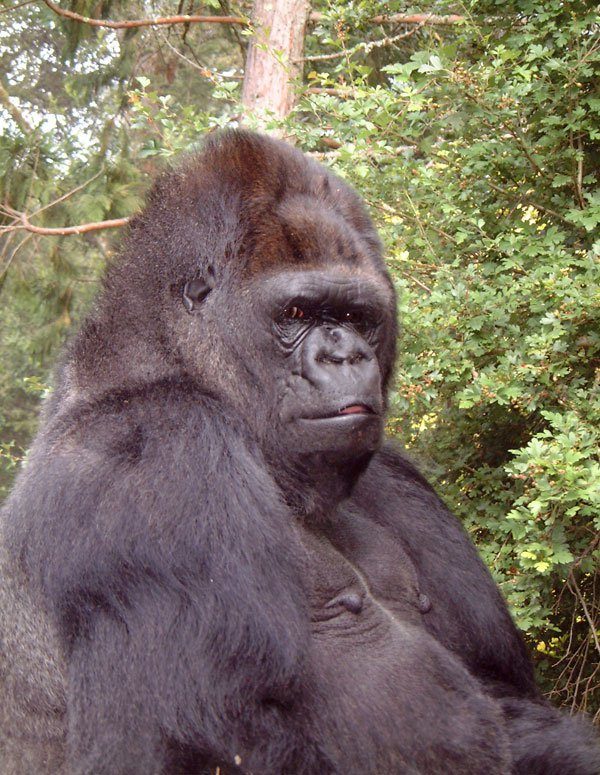 Nugaišo ženklų kalbą mokėjusi gorila Koko