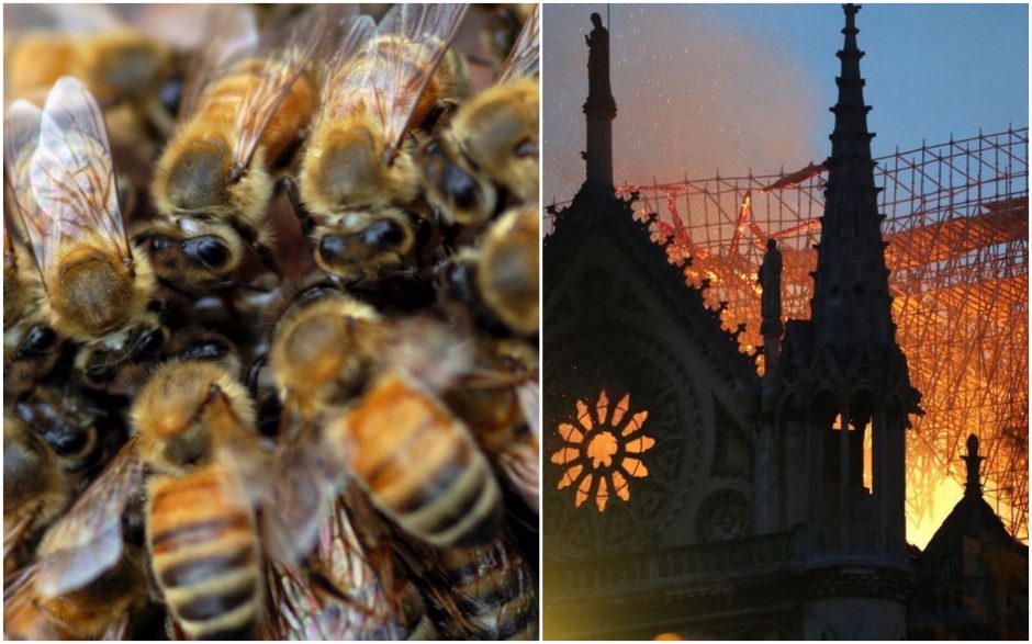 Paryžiaus Dievo Motinos katedros bitės per gaisrą išgyveno