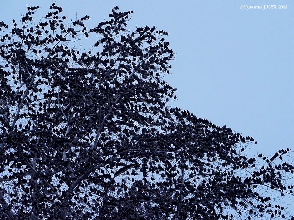 Ornitologai net aiktelėjo: Ventėje – dešimtys tūkstančių varnėnų