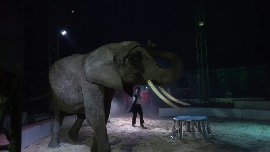 Cirkui Lietuvoje sustabdytas leidimas rengti pasirodymus su drambliu