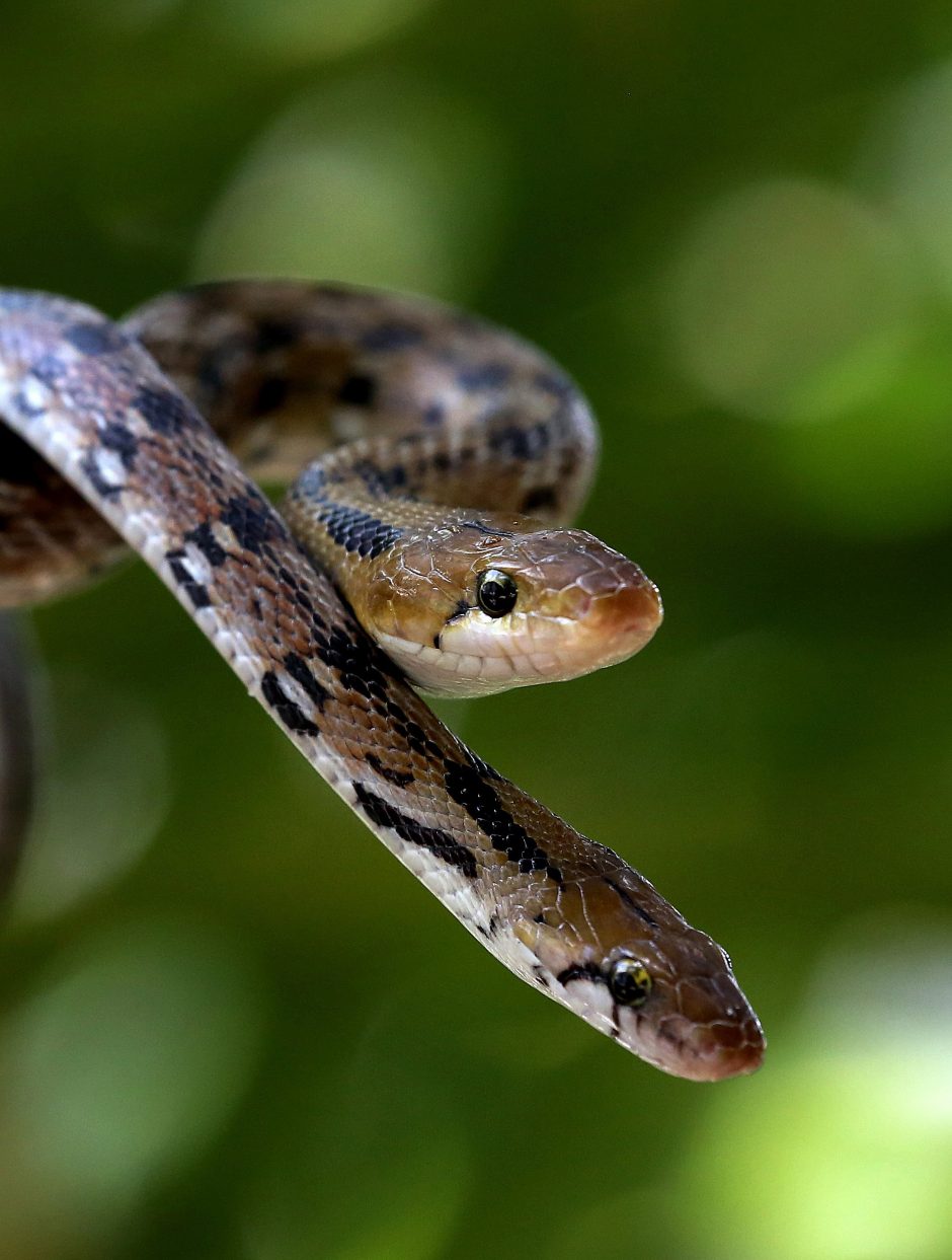 Gąsdinanti statistika: kasdien nuodingos gyvatės sugelia 7 400 žmonių