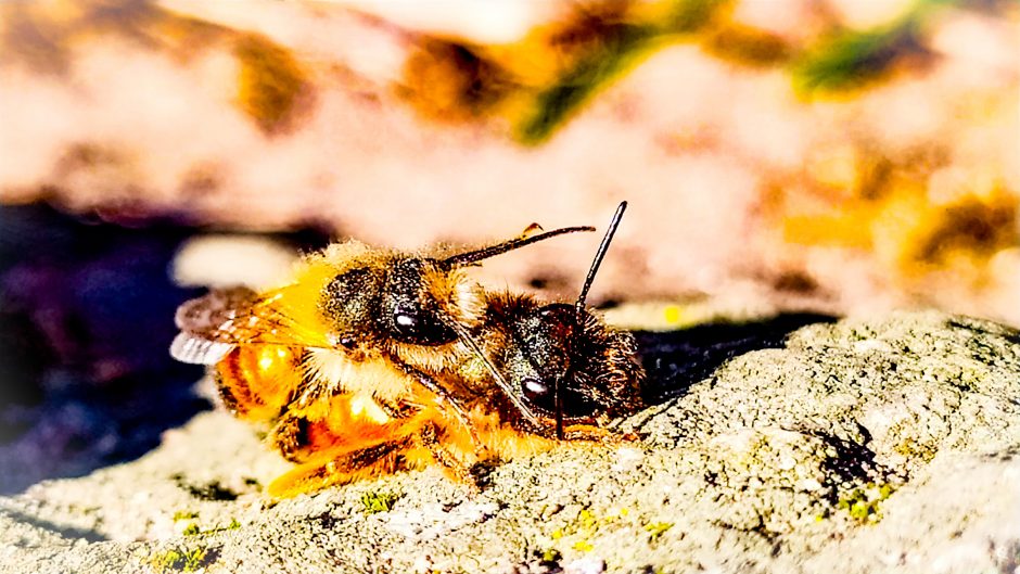 Šimtametės sodybos pamatuose – bitės „gegutės“