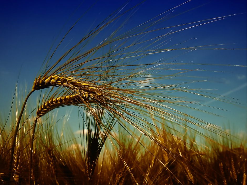 Žemės ūkio ministerija išparduos „Jonavos grūdų“ derlių