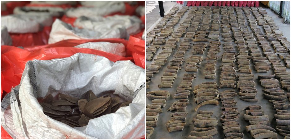 Singapūre konfiskuota didžiausia miesto istorijoje nelegalaus dramblio kaulo siunta
