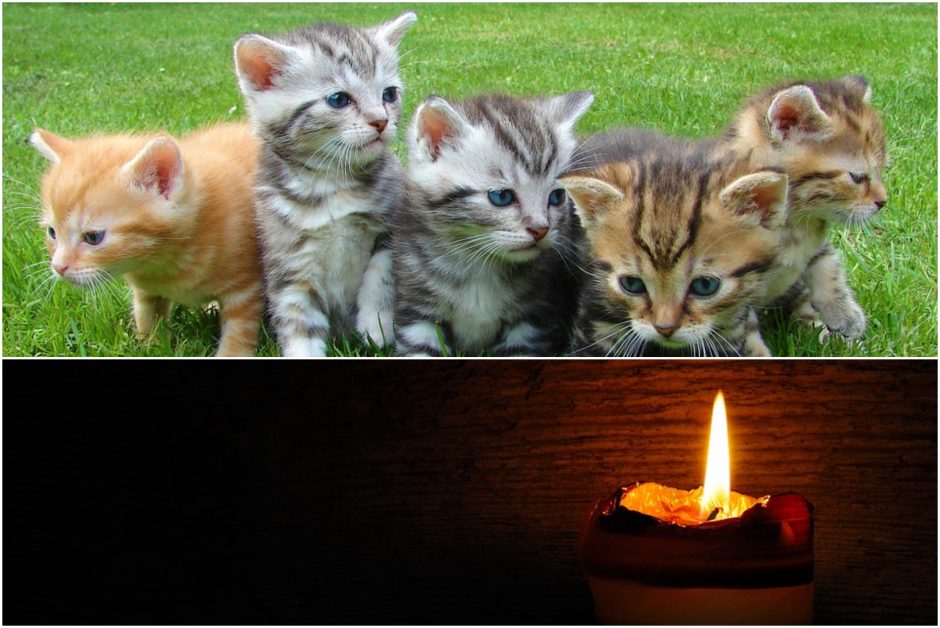 Neįtikėtinas žiaurumas Kupiškyje: rasti nuskandinti penki kačiukai