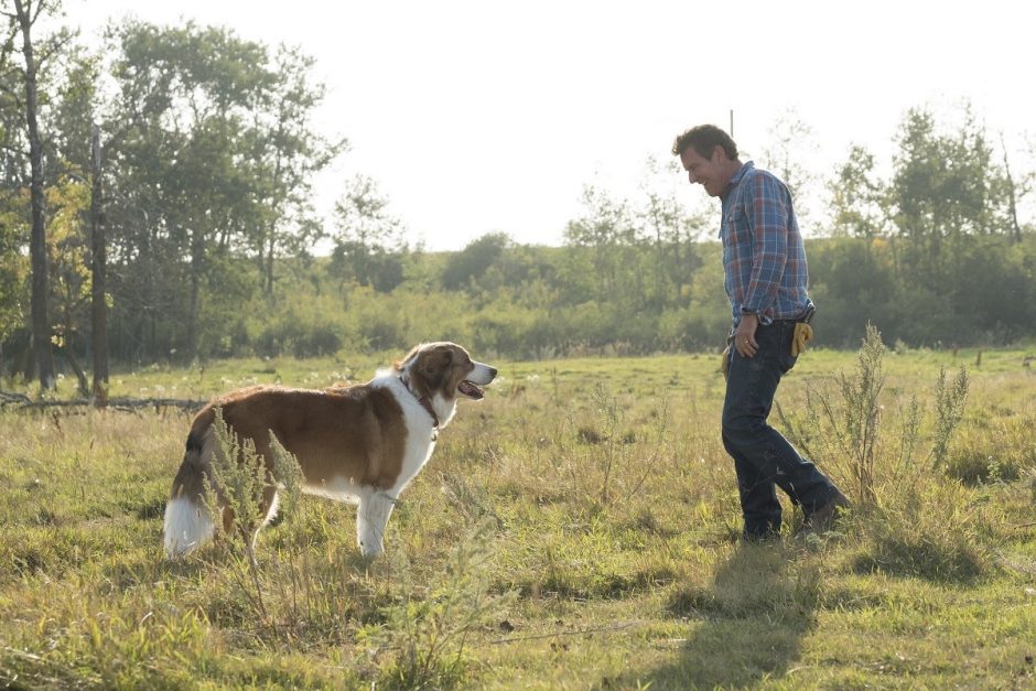Filmo „Šuns tikslas 2“ režisierė: gyvūnai yra geriausia terapija