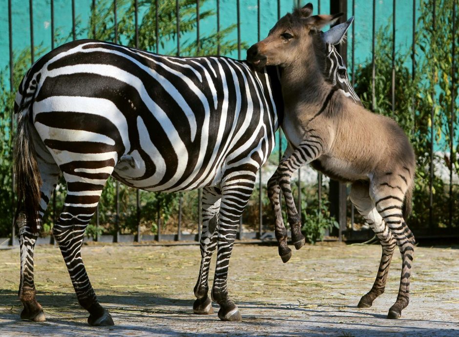 Pasaulį išvydo zebro ir asilo hibridas