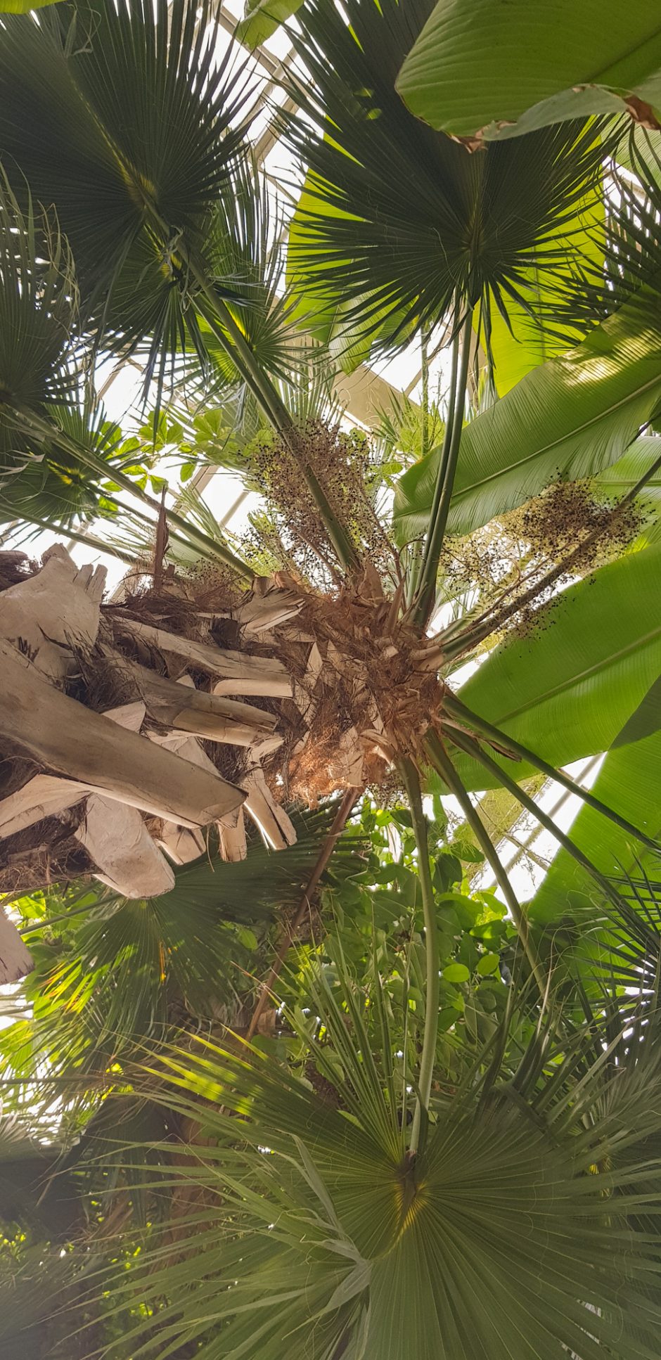 Botanikos sode lankytojus pasitinka pražydusi aukščiausia Lietuvoje palmė