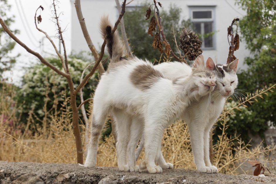 Šimto eurų pensija netrukdo rūpintis 40 benamių kačių