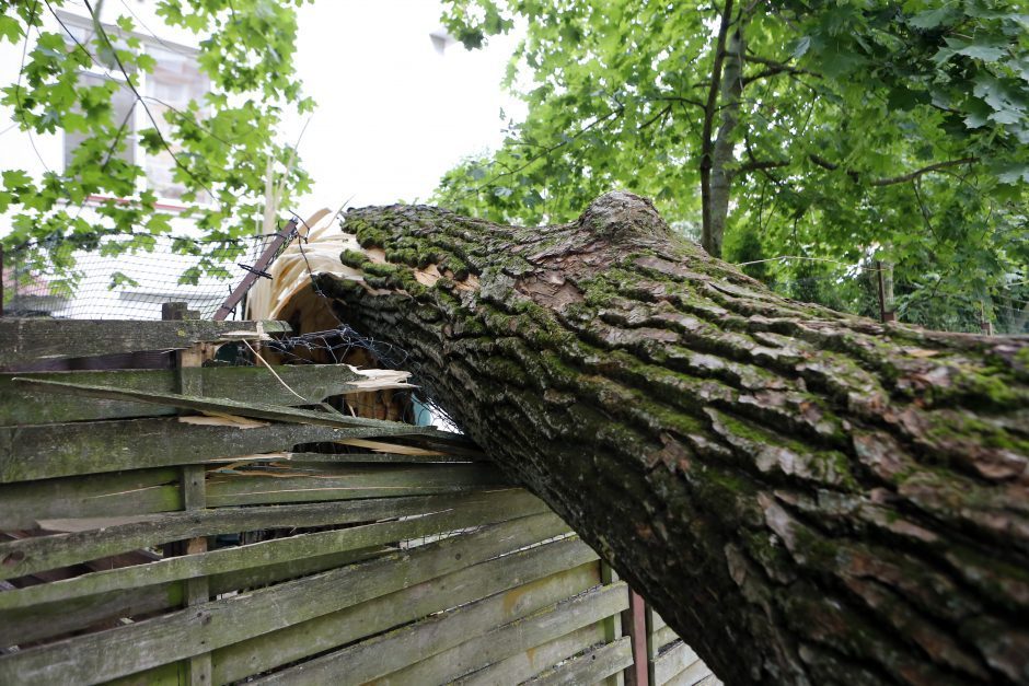 Didelis vėjas pridarė žalos: virtę medžiai apgadino automobilius, namą