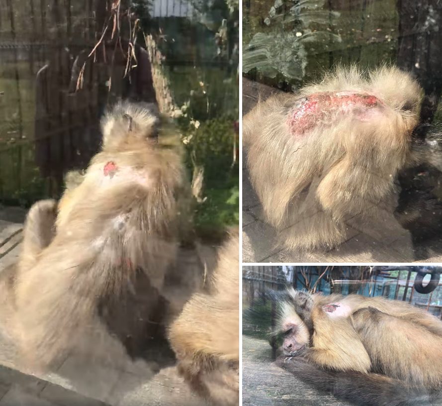 Sužalotos Klaipėdos zoologijos sodo beždžionės sukėlė gailestį