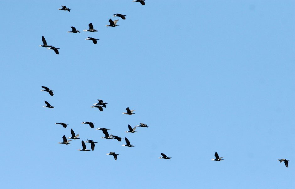 Gamtoje – keisti pokyčiai: pastebėti išskrendantys paukščiai