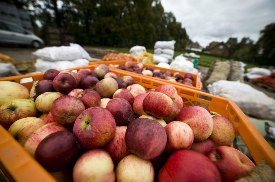 Sulčių spaudyklose – apgultis: sodininkai obuolius veža tonomis