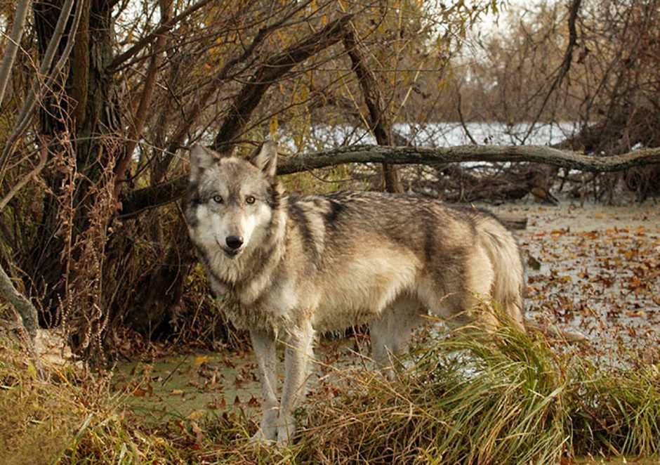 Ūkininkai ir medžiotojai sako, kad vilkų medžioklės kvota yra per maža