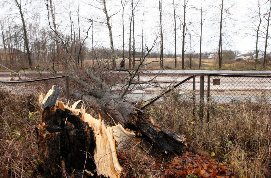 Naktį siautęs stiprus vėjas išvartė daugiau nei 100 medžių, sužalota moteris