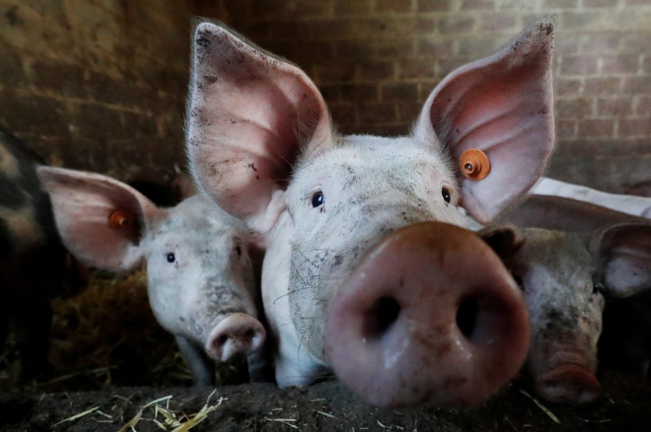 Lenkija oficialiai atšaukė draudimą importuoti lietuviškas kiaules