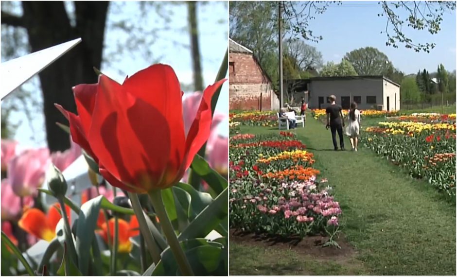 Būriai žmonių iš visos Lietuvos plūsta į Kauno botanikos sodą