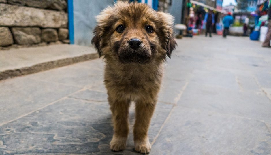 „Bejėgį“ šuniuką Filipinuose išgelbėjusi norvegė mirė nuo pasiutligės