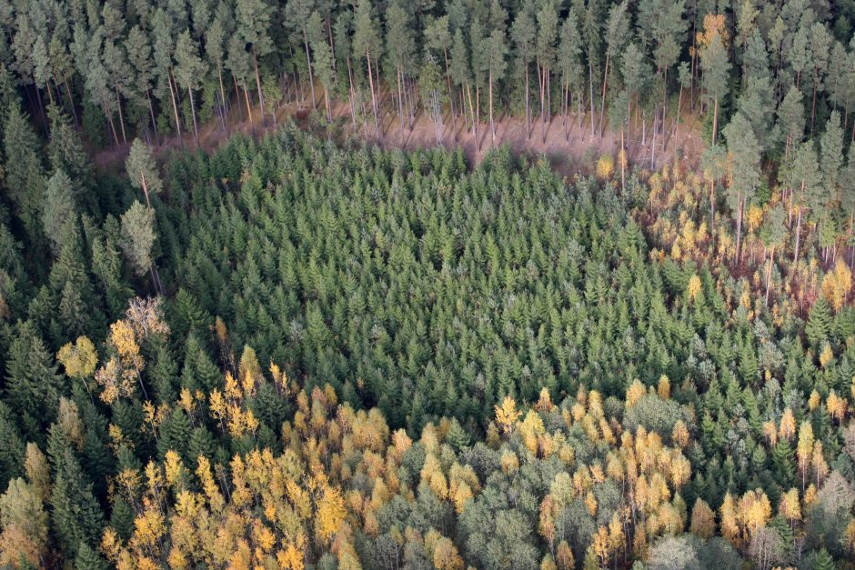 Veiklą pradeda Valstybinių miškų urėdija