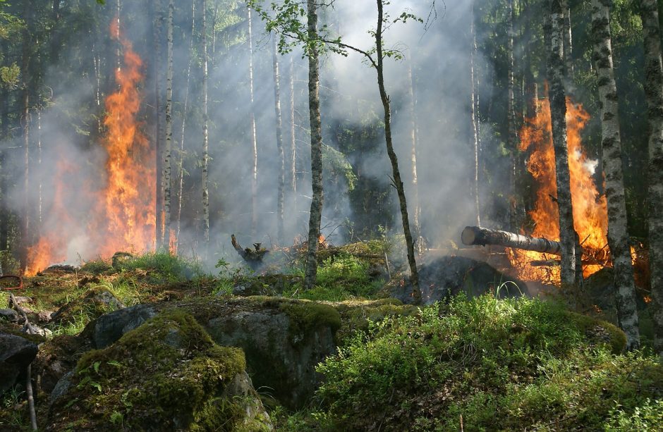 Lietuvoje vyrauja didelis miškų gaisringumas