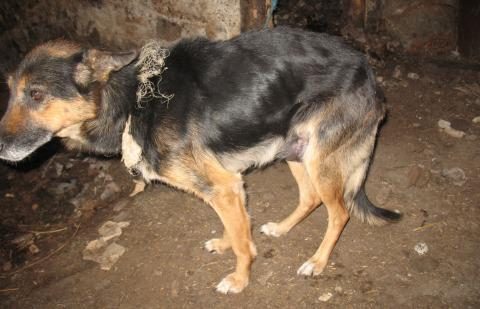 Lazdijų rajone išgelbėtas šuo jau sveiksta