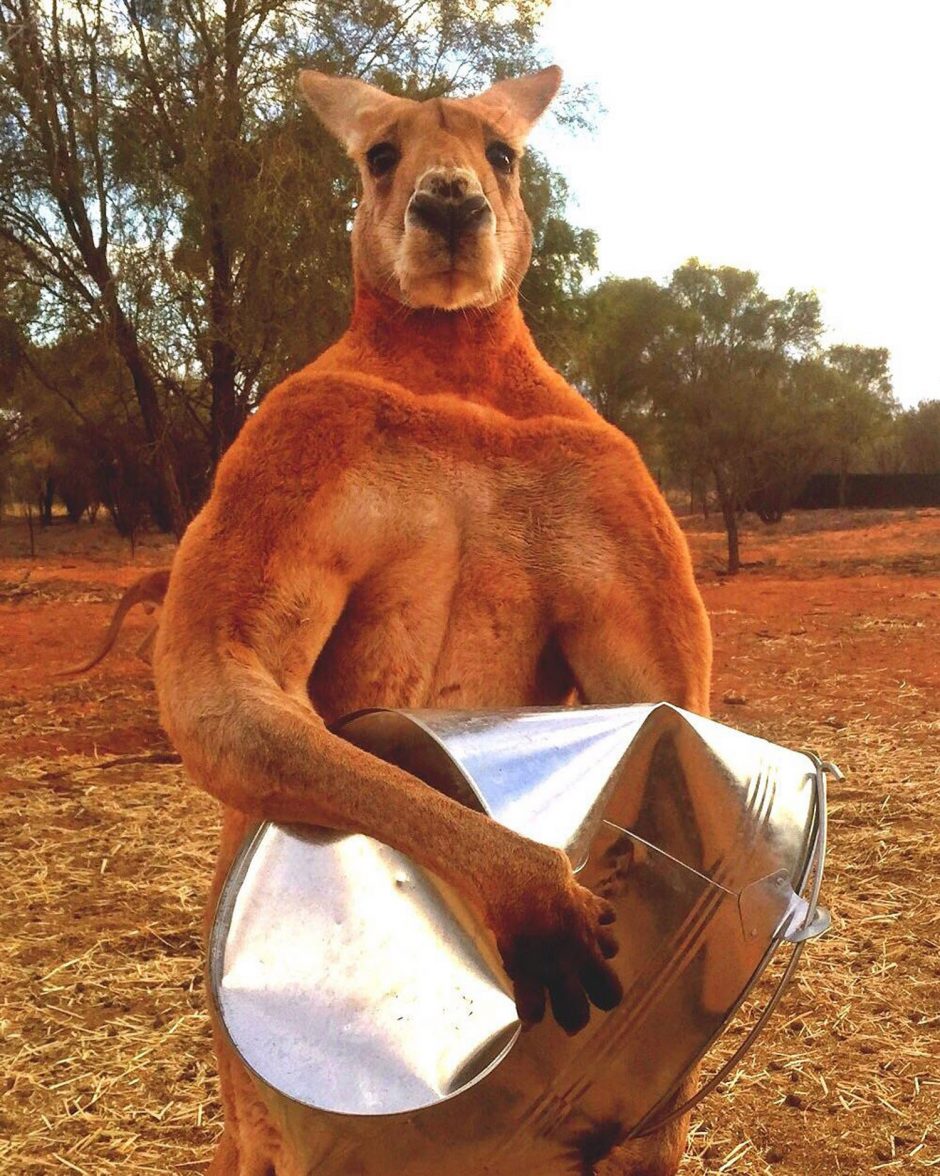 Nugaišo „atletiškiausia“ Australijos kengūra