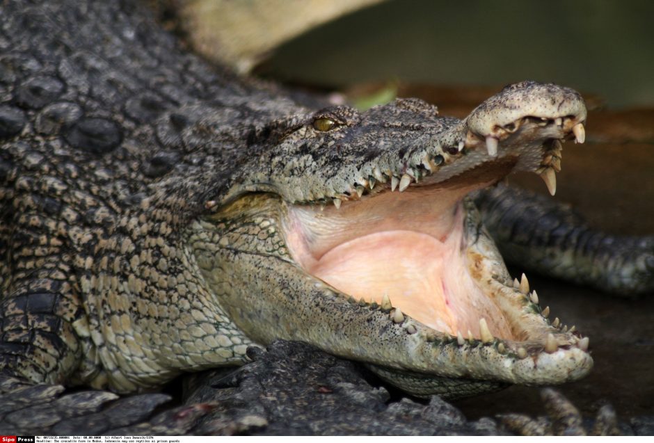 Floridos pramogų komplekse aligatorius nusitempė dvejų metų vaiką 
