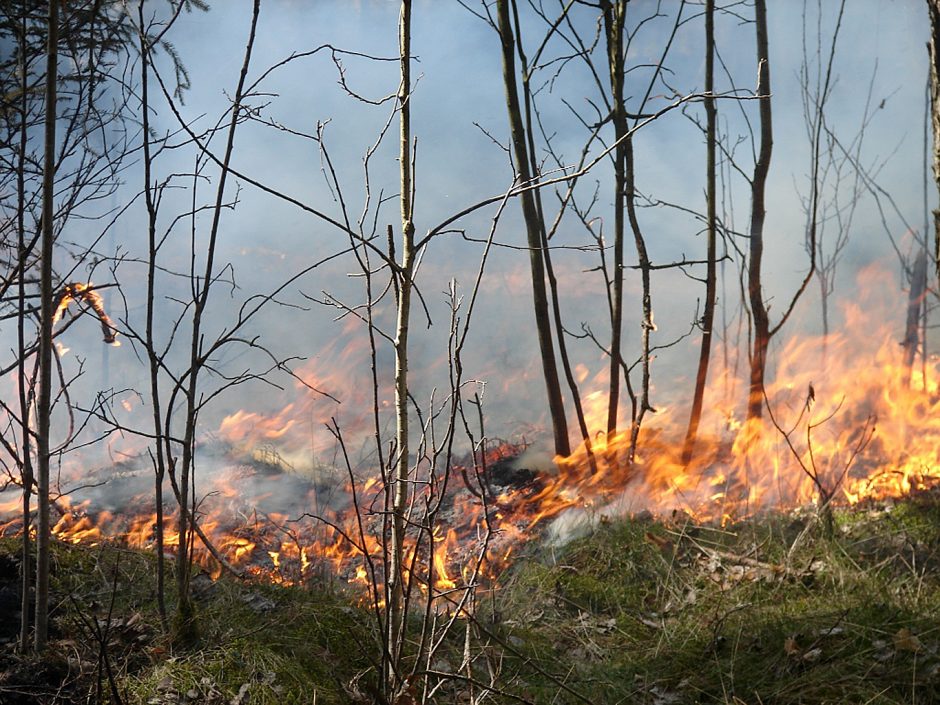 Saugomų teritorijų tarnyba įspėja dėl padidėjusio miškų gaisringumo