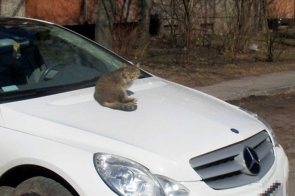 Katinas uždarbiauja taksi