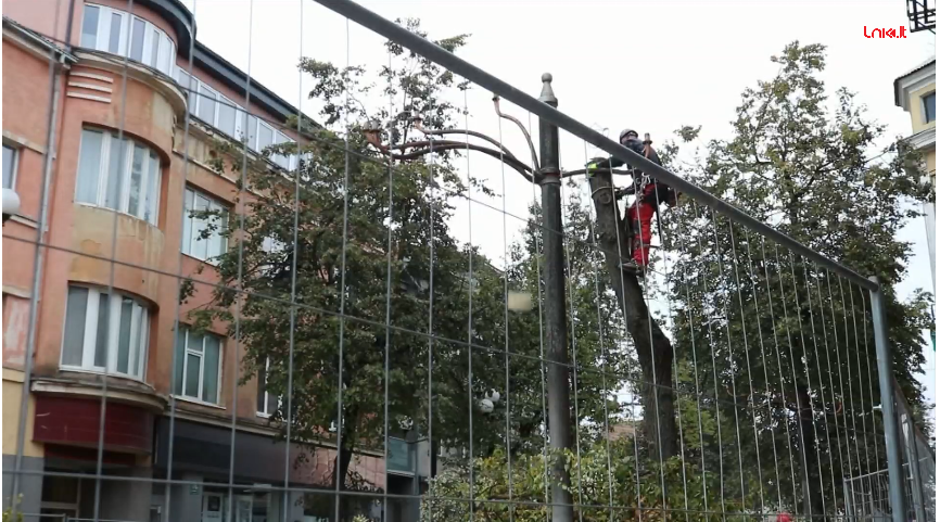 Šiaulių centrinėje gatvėje kertami medžiai sulaukė protestų