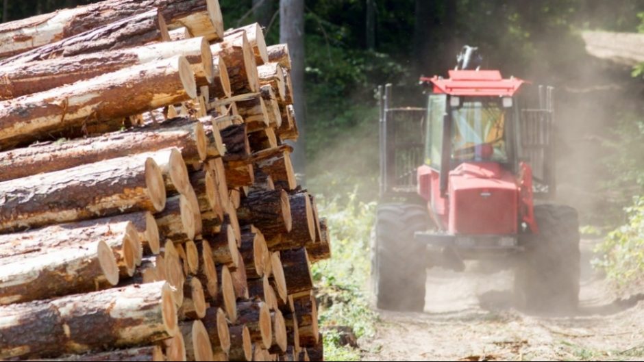 Švedai Lietuvoje norėtų supirkti daugiau medienos